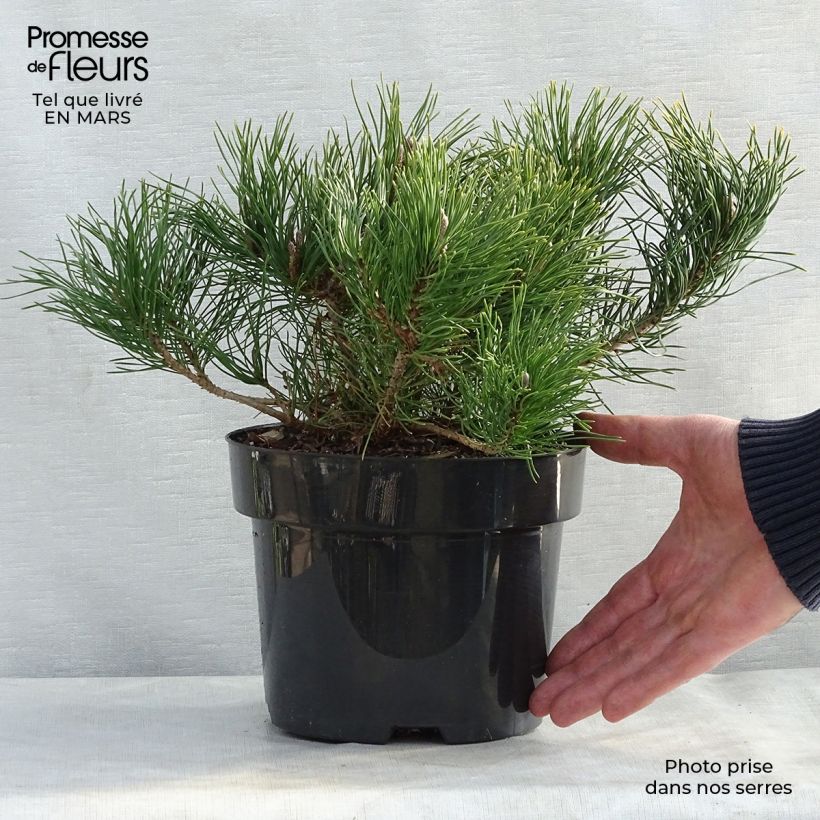 Amostra de Pinus mugo var. pumilio Vaso de 2 L/3 L tal como entregue na primavera