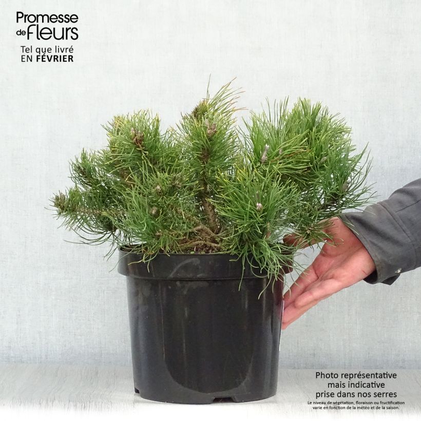 Amostra de Pinus mugo var. pumilio Vaso de 7,5 L/10 L tal como entregue no inverno