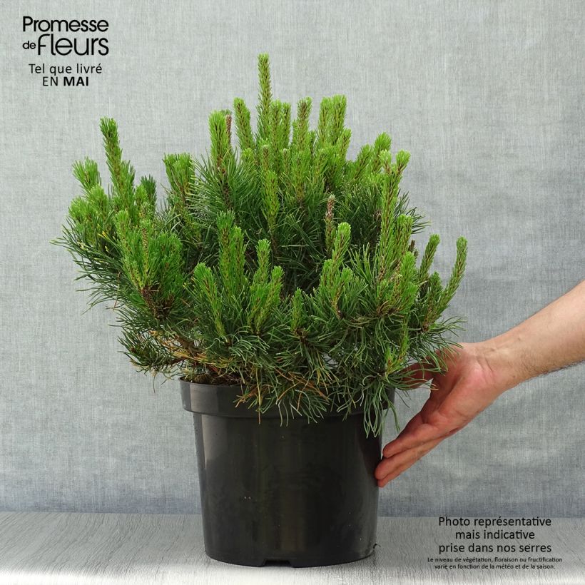 Amostra de Pinus mugo var. pumilio Vaso de 7,5 L/10 L tal como entregue na primavera