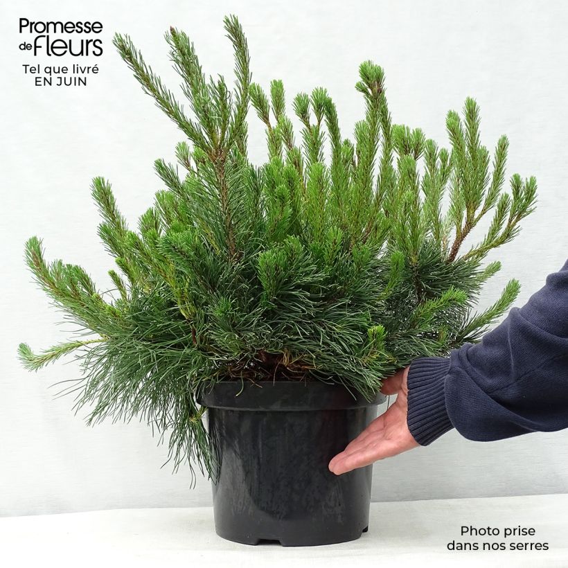 Amostra de Pinus mugo var. pumilio Vaso de 7,5 L/10 L tal como entregue no verão