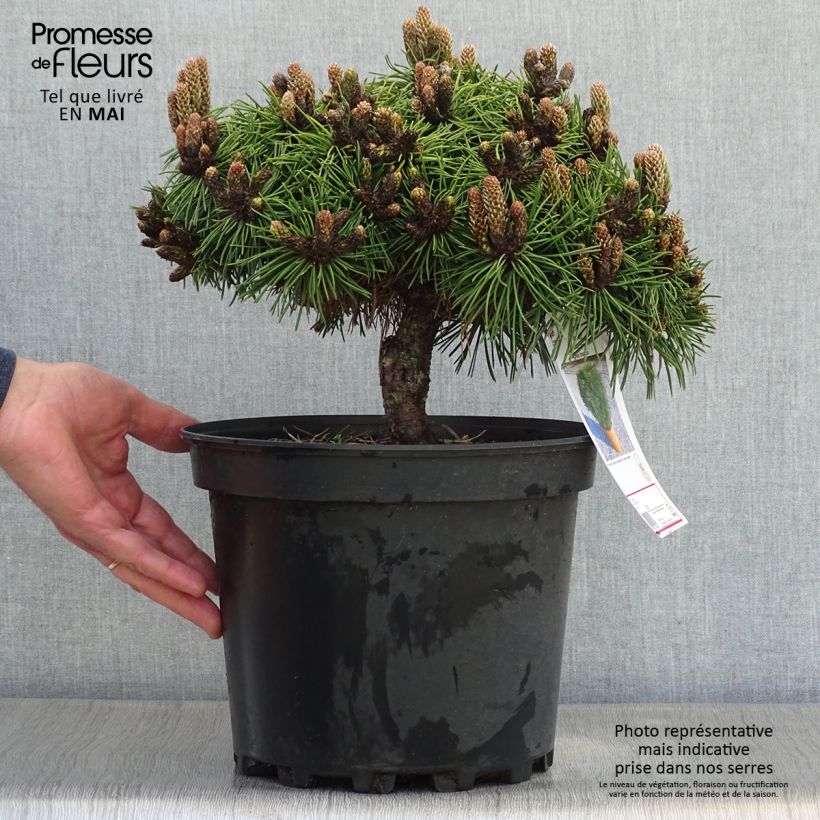Amostra de Pinus nigra Agnes Brégeon Vaso de 6 L/7 L tal como entregue na primavera