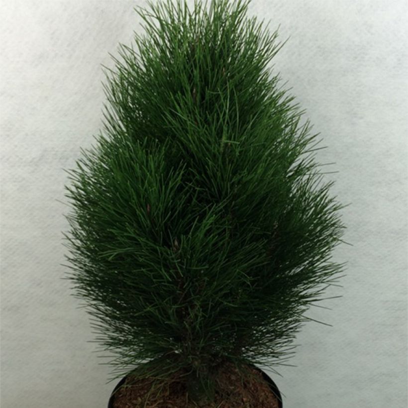 Pinus nigra Green Tower (Hábito)