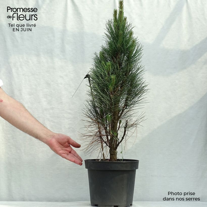 Amostra de Pinus nigra Green Tower Vaso de 7,5 L/10 L tal como entregue no verão