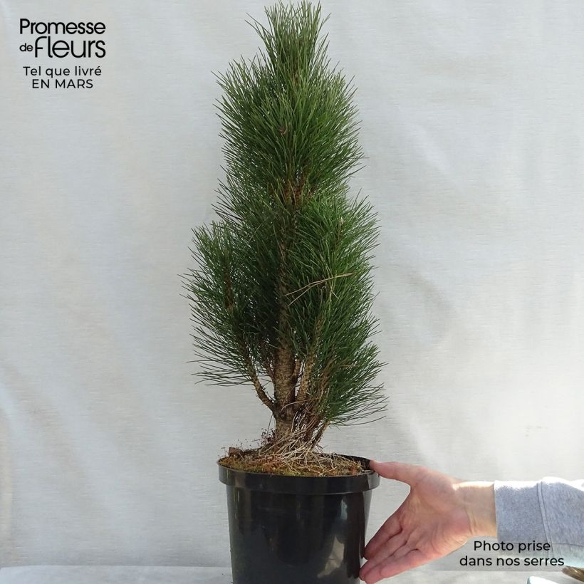 Amostra de Pinus nigra Green Tower Vaso de 7,5 L/10 L tal como entregue na primavera