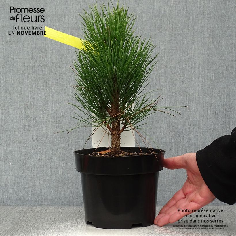 Amostra de Pinus nigra Green Tower Vaso de 2 L/3 L tal como entregue no outono