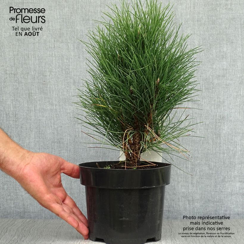 Amostra de Pinus nigra Green Tower Vaso de 2 L/3 L tal como entregue no verão