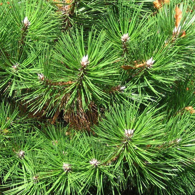 Pinus nigra Nana (Folhagem)