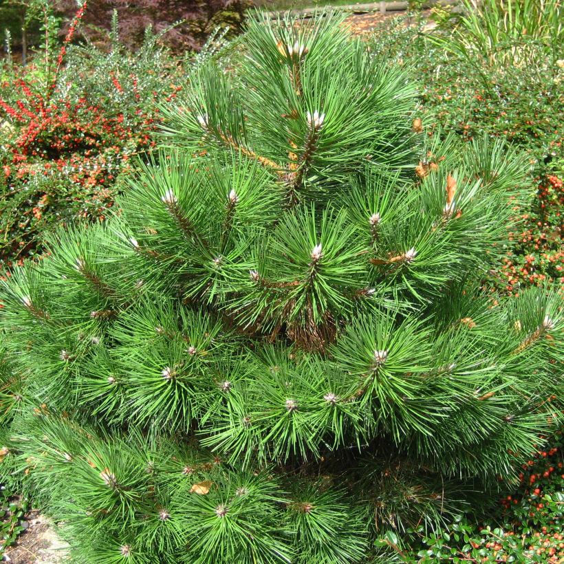 Pinus nigra Nana (Hábito)