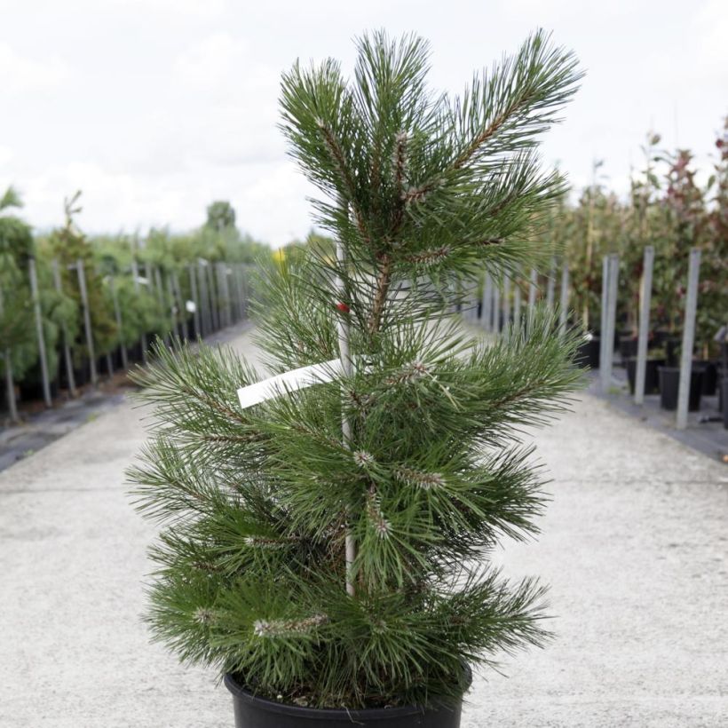 Pinus nigra nigra (Hábito)