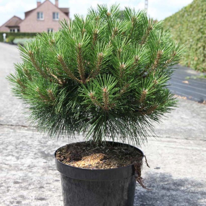Pinus nigra Pierrick Brégeon (Hábito)