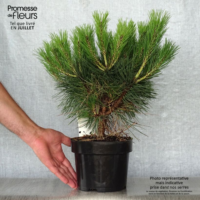 Amostra de Pinus nigra Pierrick Brégeon Vaso de 2 L/3 L tal como entregue no verão