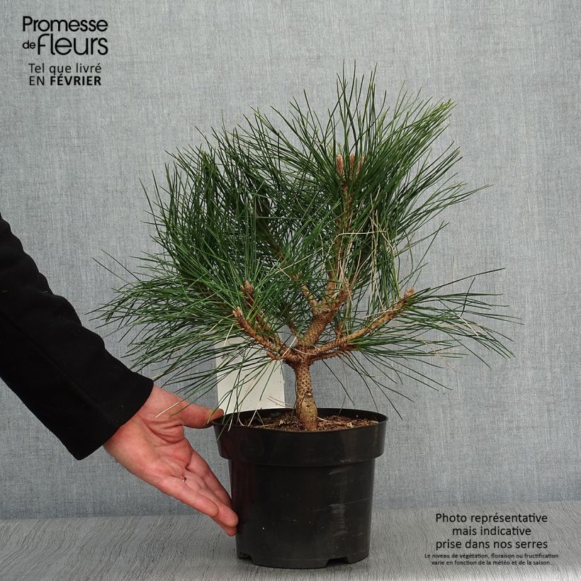 Amostra de Pinus nigra Pierrick Brégeon  - Pin noir Vaso de 2 L/3 L tal como entregue no inverno