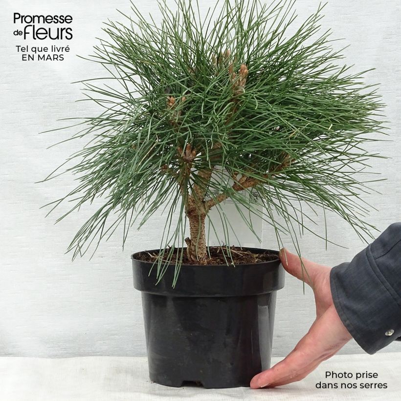 Amostra de Pinus nigra Pierrick Brégeon Vaso de 2 L/3 L tal como entregue na primavera