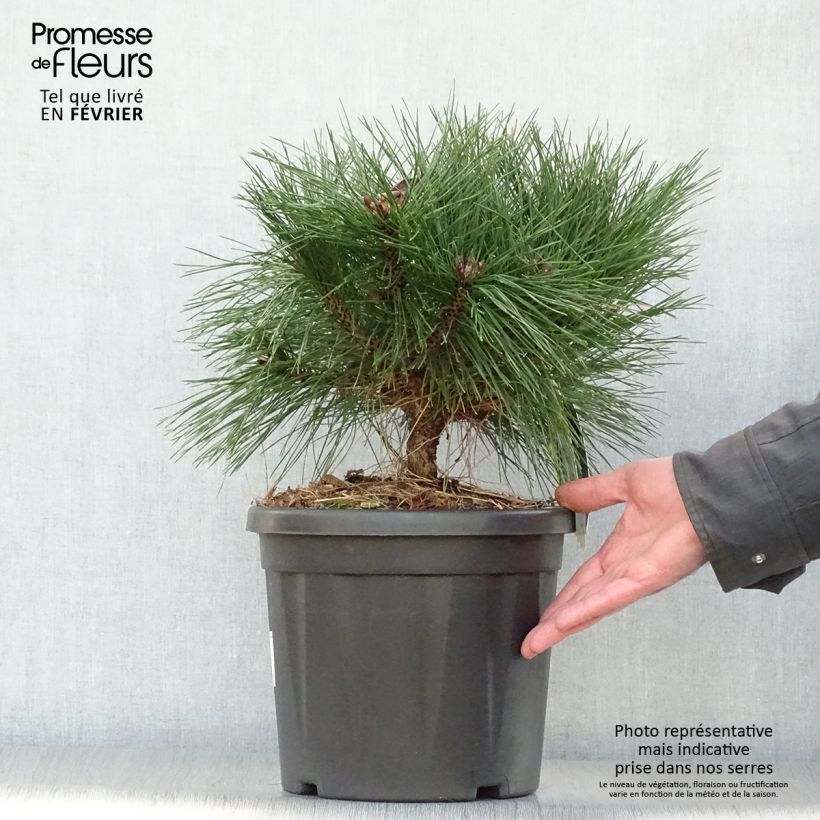 Amostra de Pinus nigra Pierrick Brégeon  - Pin noir Vaso de 7,5 L/10 L tal como entregue no inverno