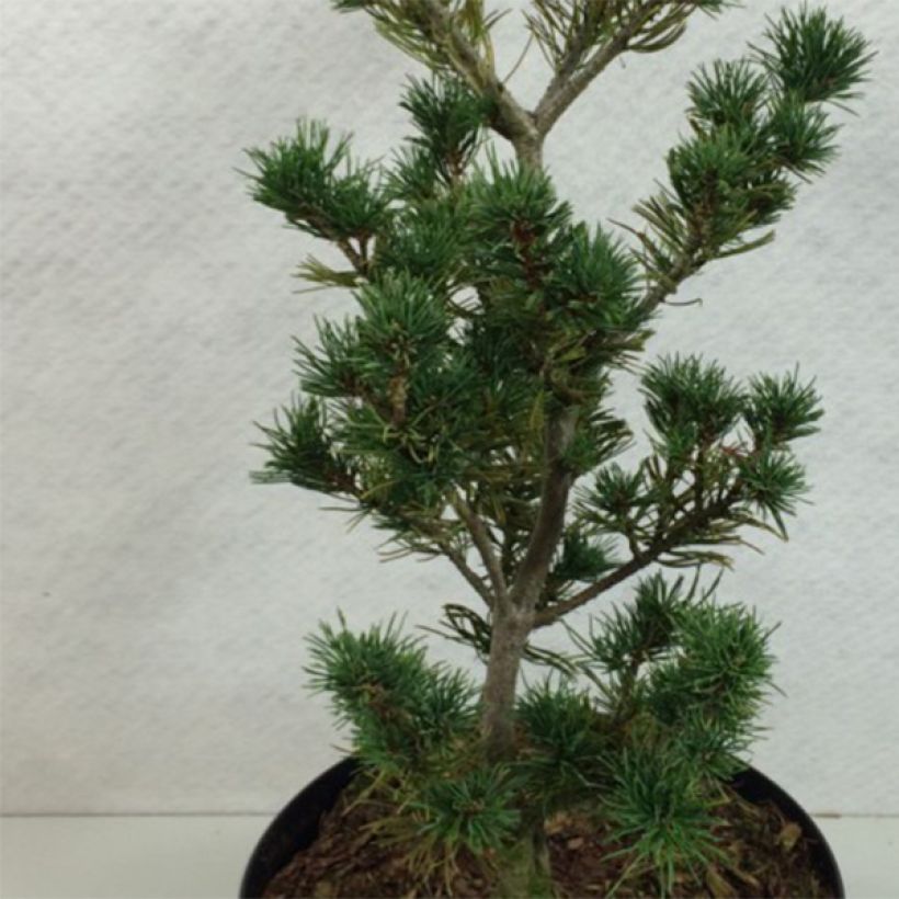 Pinus parviflora Adcock's Pyramid (Folhagem)