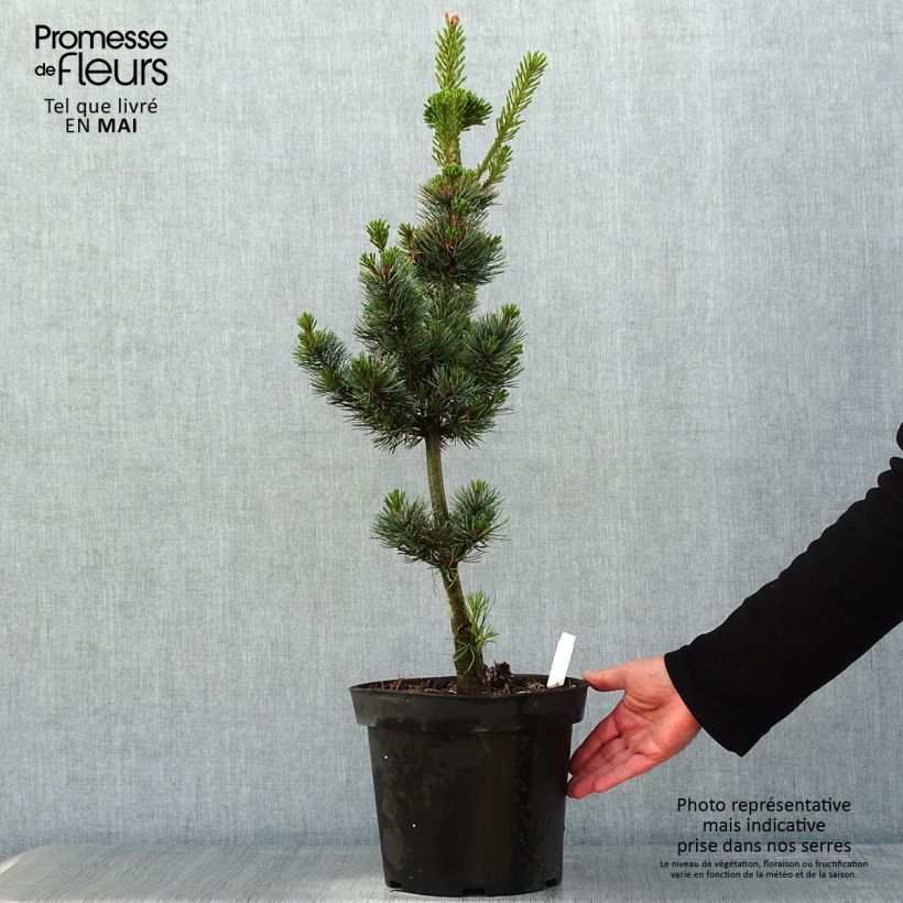 Amostra de Pinus parviflora Azumi Goye Vaso de 7,5 L/10 L tal como entregue na primavera