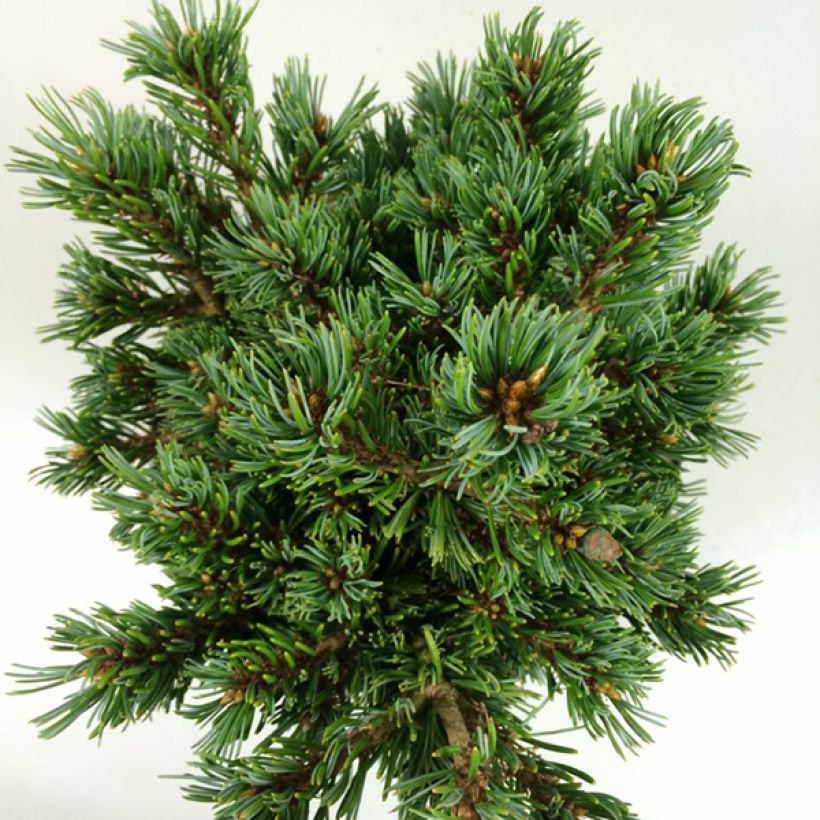 Pinus parviflora Beran (Folhagem)