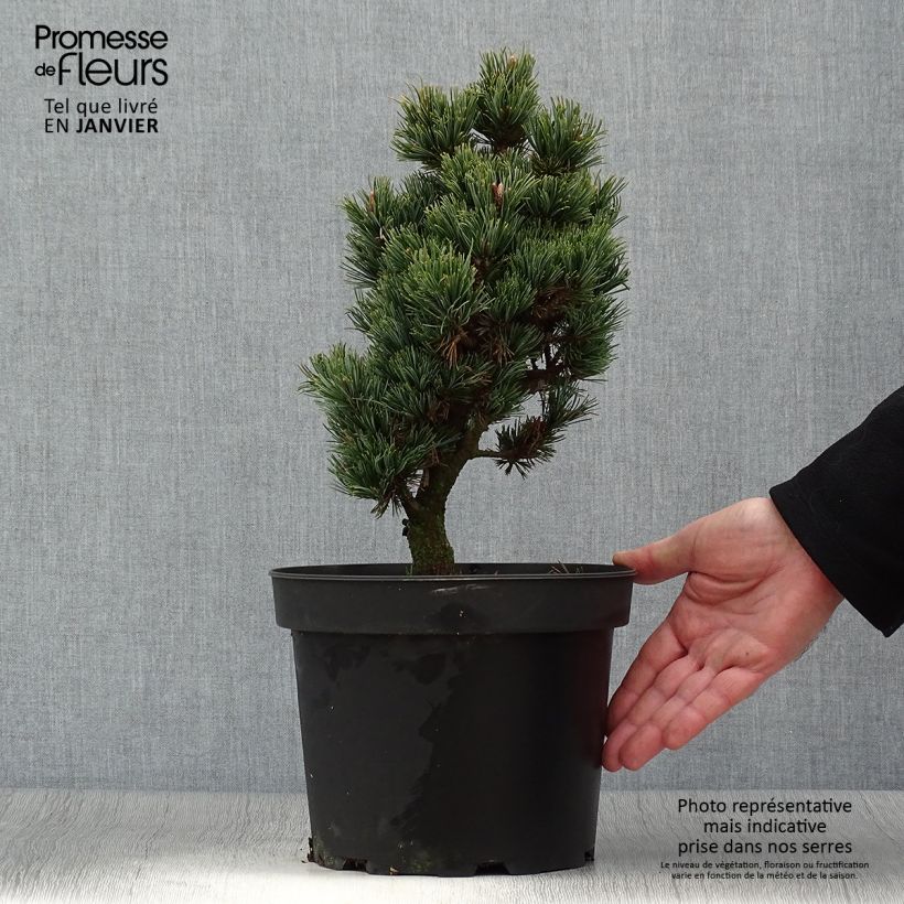 Amostra de Pinus parviflora Beran - Pin blanc du Japon                           Vaso de 4 L/5 L tal como entregue no inverno