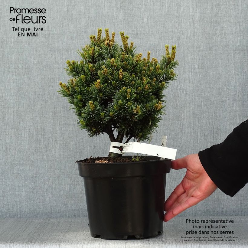 Amostra de Pinus parviflora Beran Vaso de 4 L/5 L tal como entregue na primavera