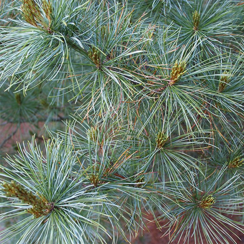 Pinus parviflora Bergman (Folhagem)