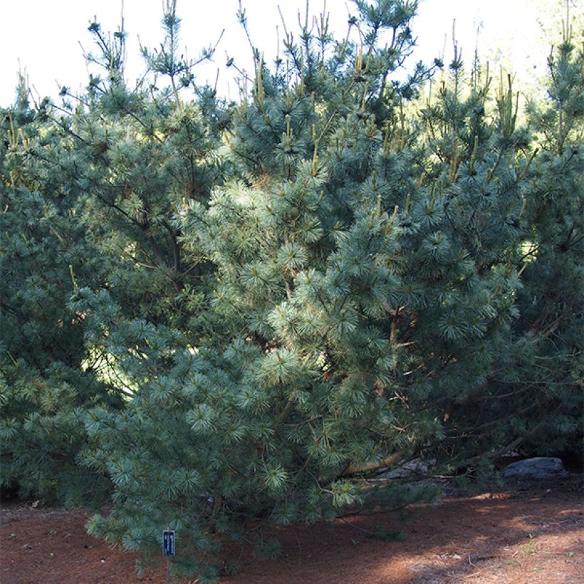Pinus parviflora Bergman (Hábito)