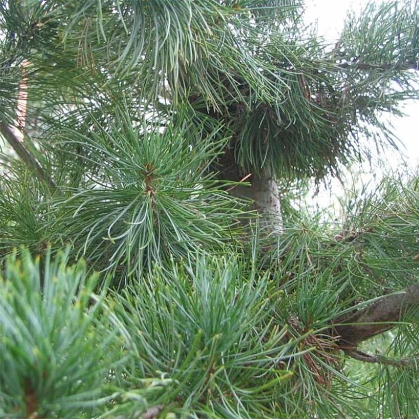 Pinus parviflora Glauca (Folhagem)