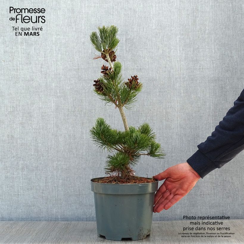 Amostra de Pinus parviflora Glauca - Pin blanc du Japon Vaso de 4 L/5 L tal como entregue no inverno