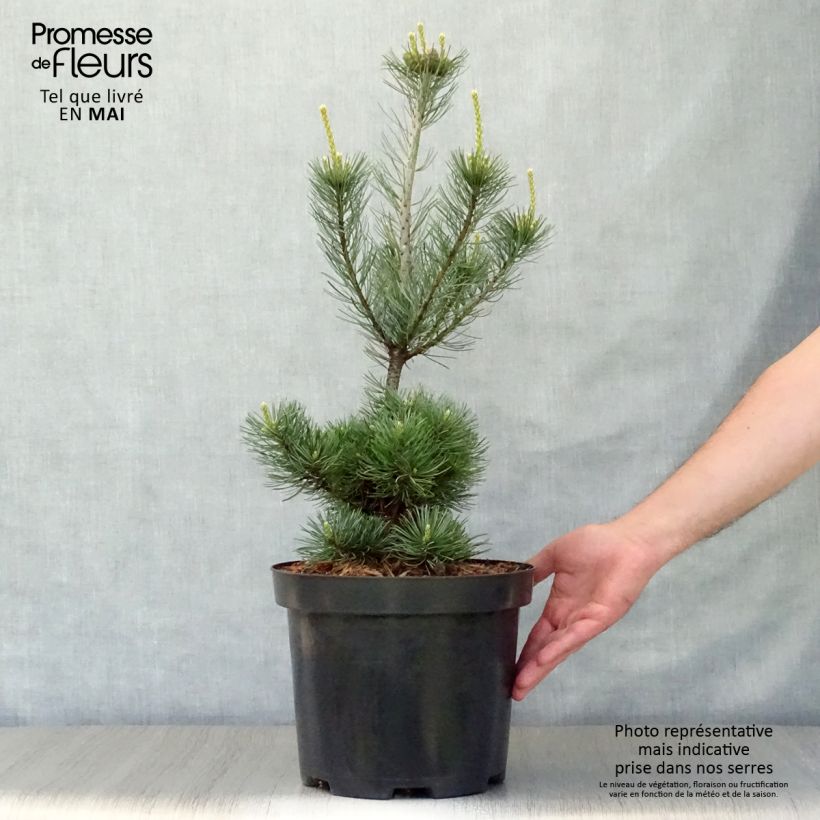 Amostra de Pinus parviflora Glauca Vaso de 4 L/5 L tal como entregue na primavera