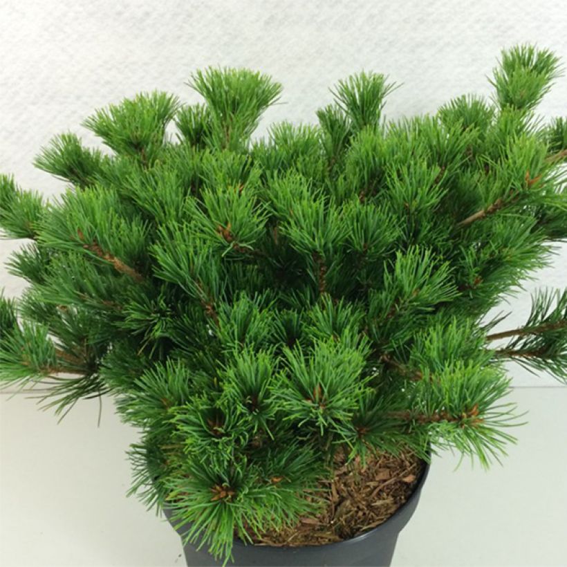 Pinus parviflora Kokuho (Hábito)