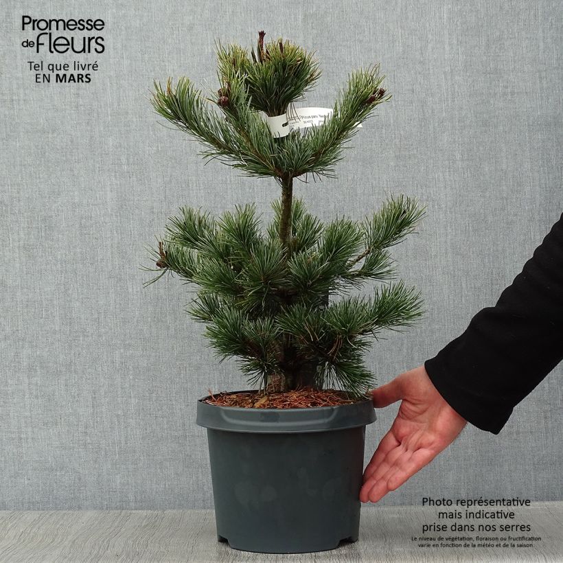 Amostra de Pinus parviflora Negishi Vaso de 4 L/5 L tal como entregue no inverno