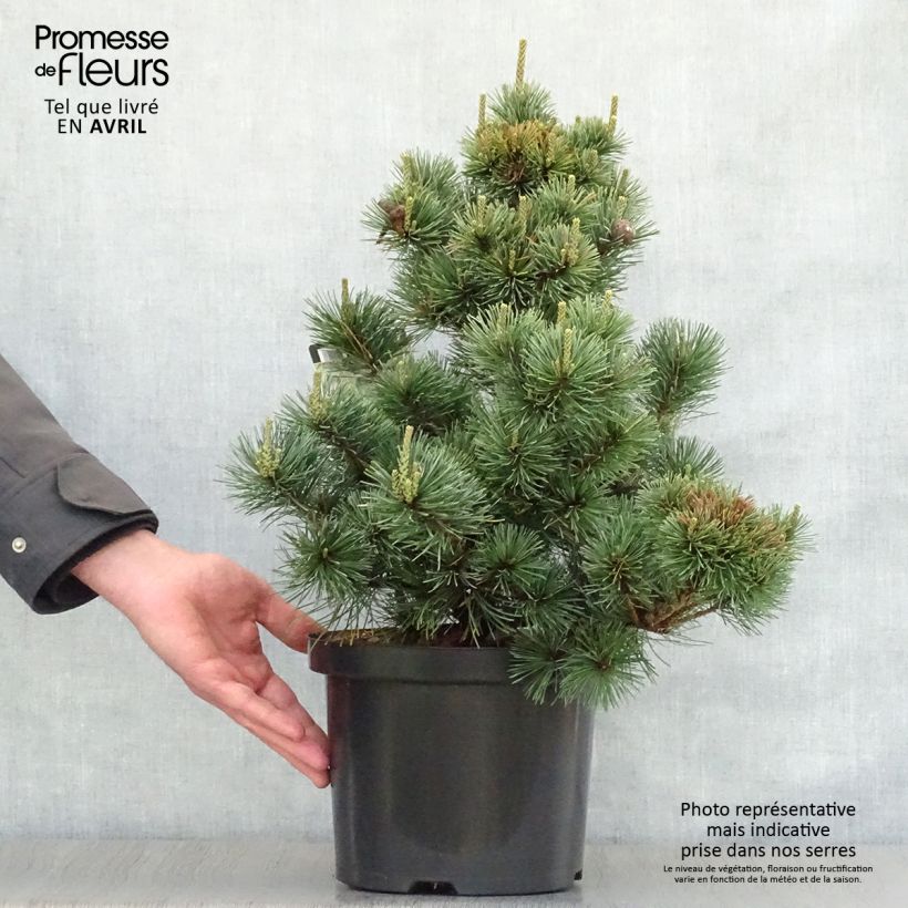 Amostra de Pinus parviflora Negishi Vaso de 4 L/5 L tal como entregue na primavera