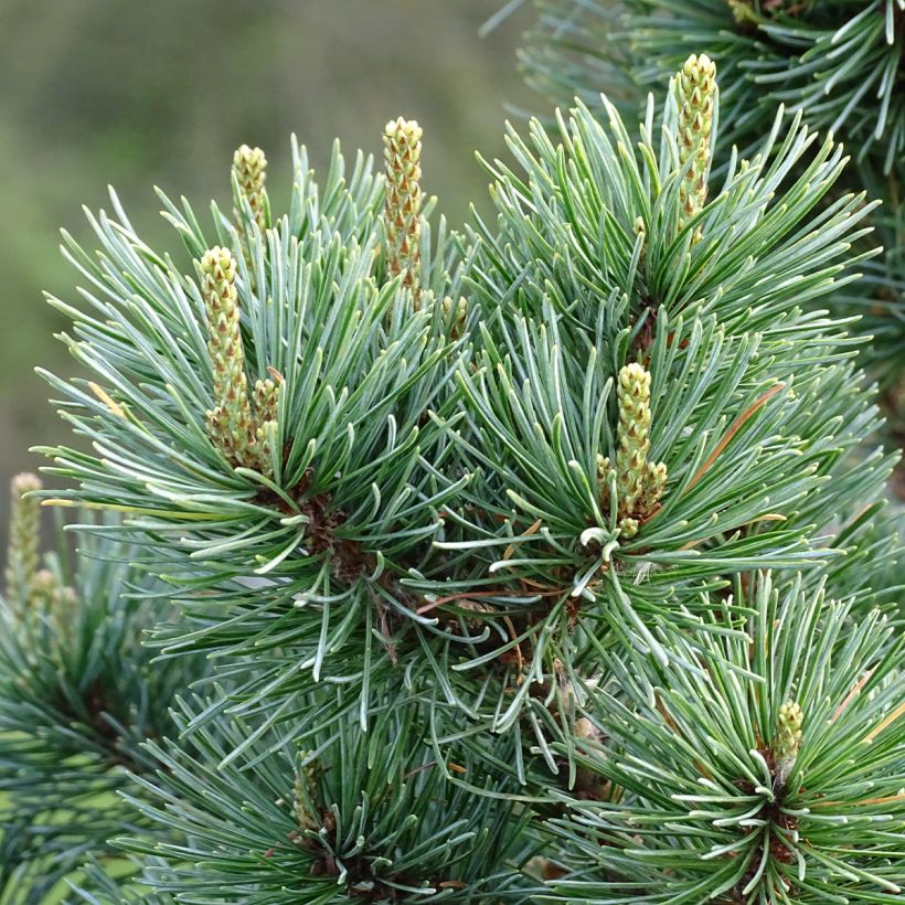 Pinus parviflora Negishi (Folhagem)