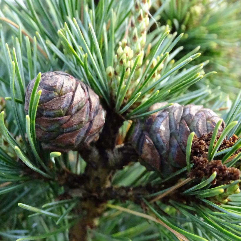 Pinus parviflora Negishi (Colheita)