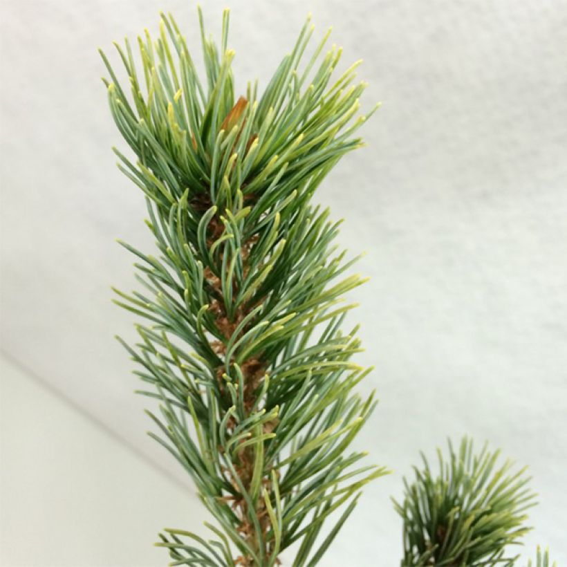 Pinus parviflora Ogon Goye (Folhagem)