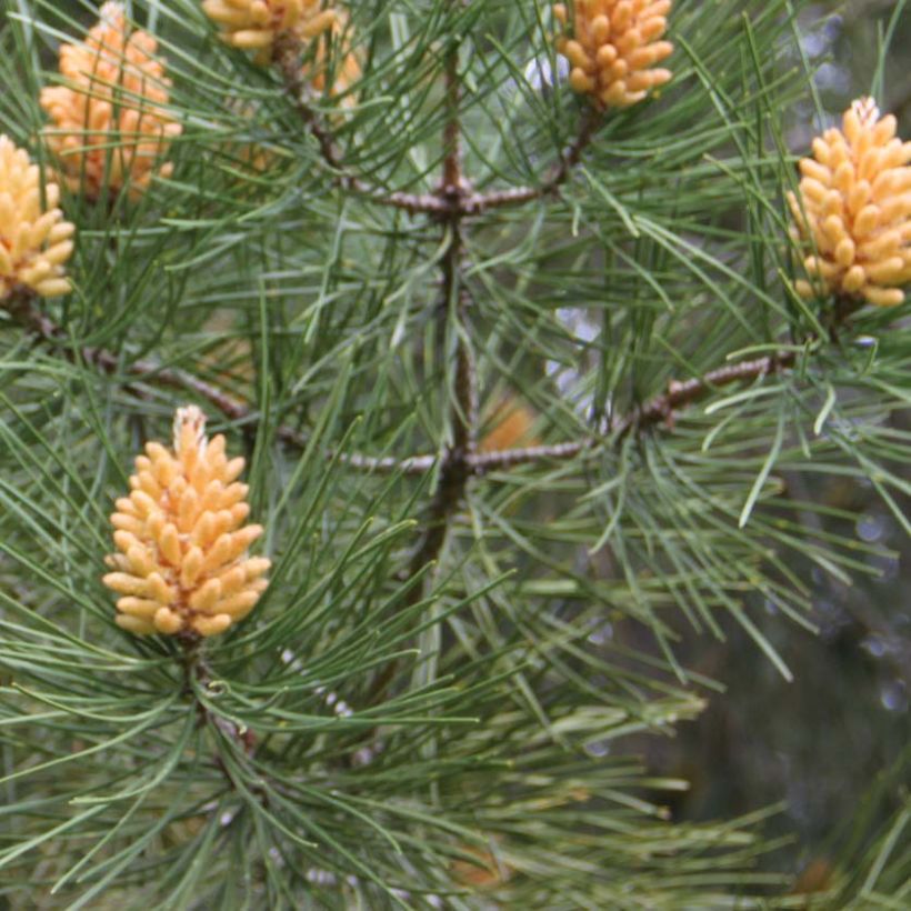 Pinus pinaster - Pinheiro-bravo (Folhagem)
