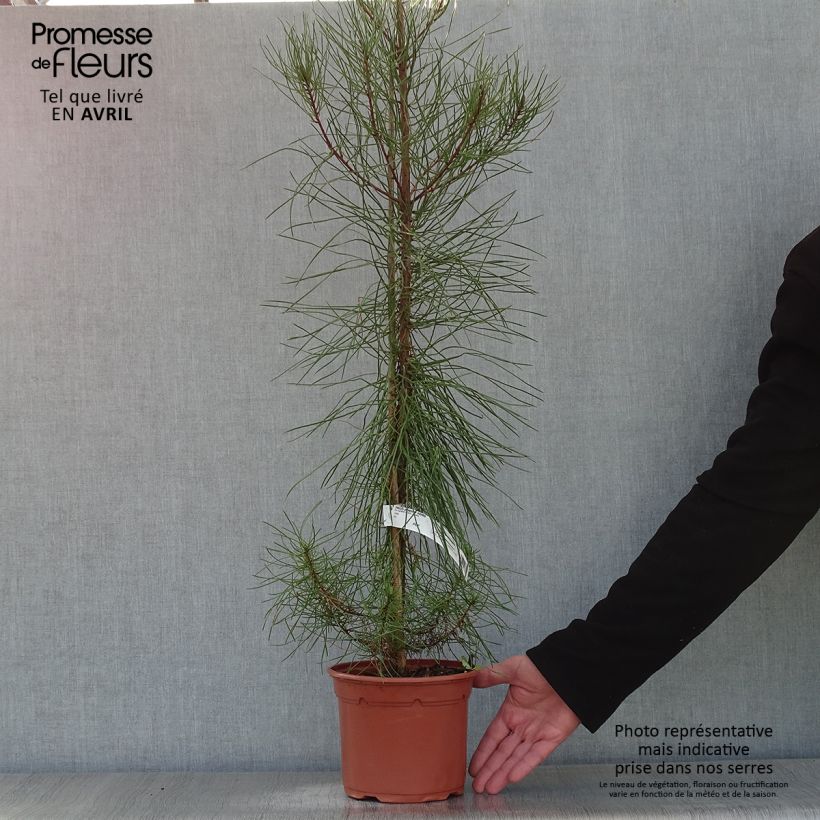 Amostra de Pinus pinaster - Pinheiro-bravo Vaso de 2 L/3 L tal como entregue na primavera