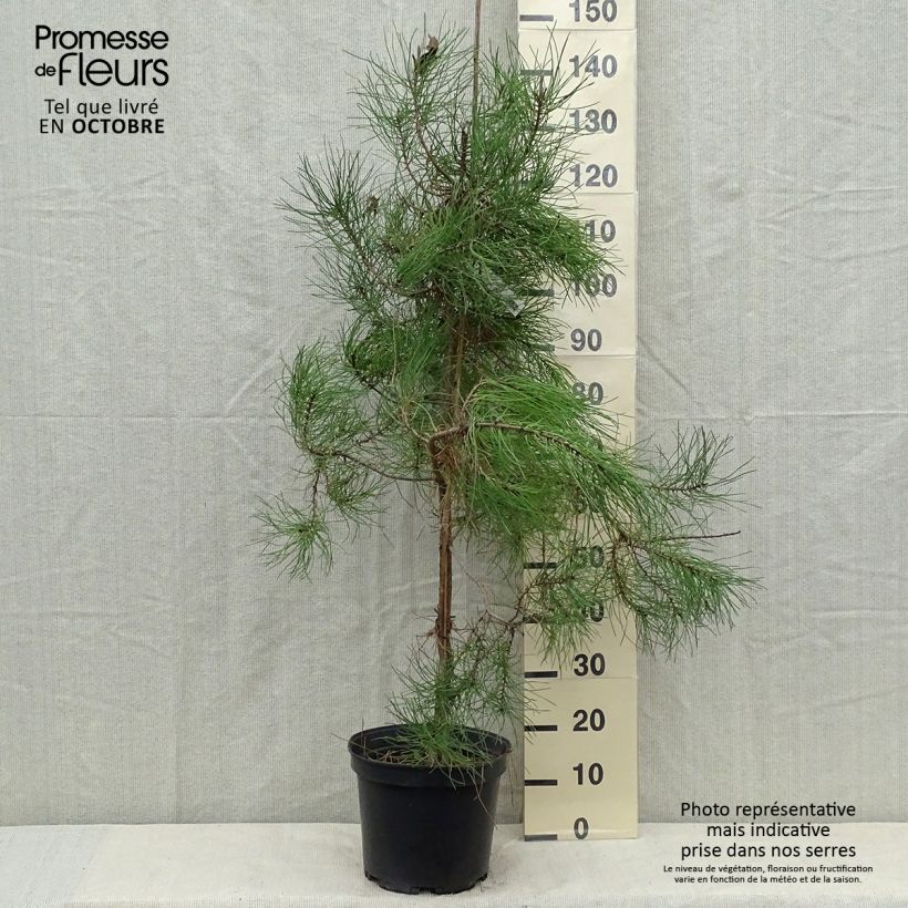 Amostra de Pinus pinaster - Pinheiro-bravo Vaso de 7,5 L/10 L tal como entregue no outono