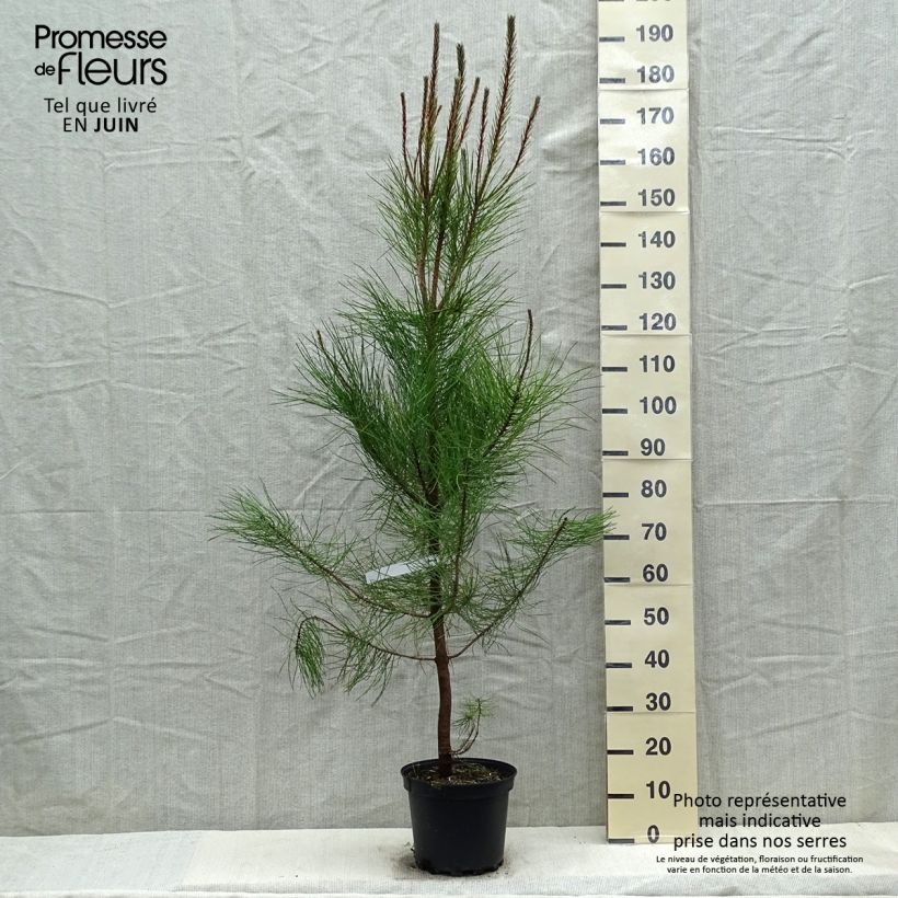 Amostra de Pinus pinaster - Pinheiro-bravo Vaso de 7,5 L/10 L tal como entregue na primavera