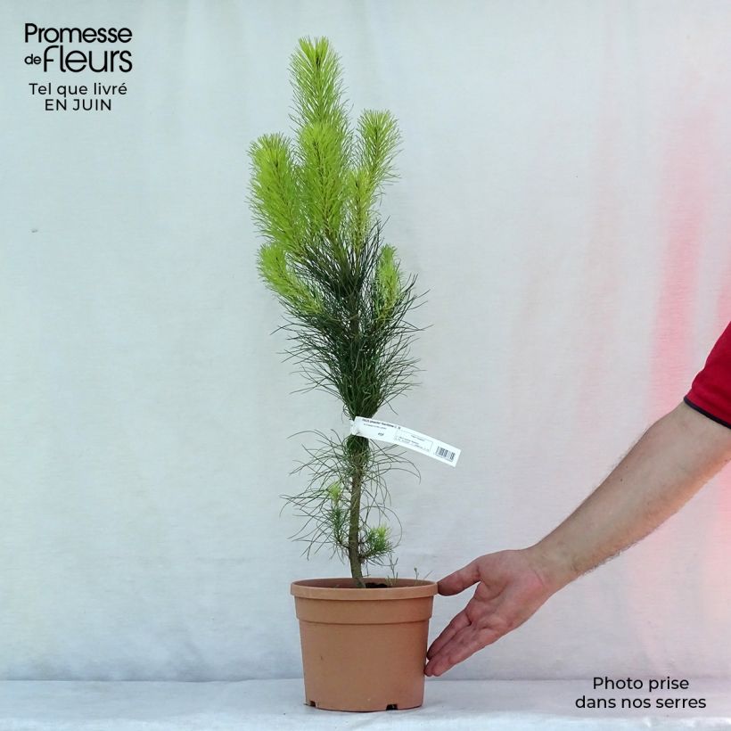 Amostra de Pinus pinaster - Pinheiro-bravo Vaso de 2 L/3 L tal como entregue no verão
