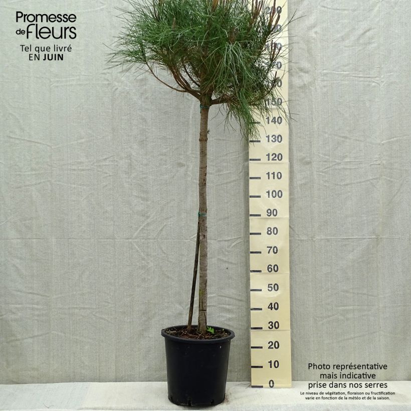 Amostra de Pinus pinea - Pinheiro-bravo Vaso de 30 L/35 L, Haste tal como entregue na primavera