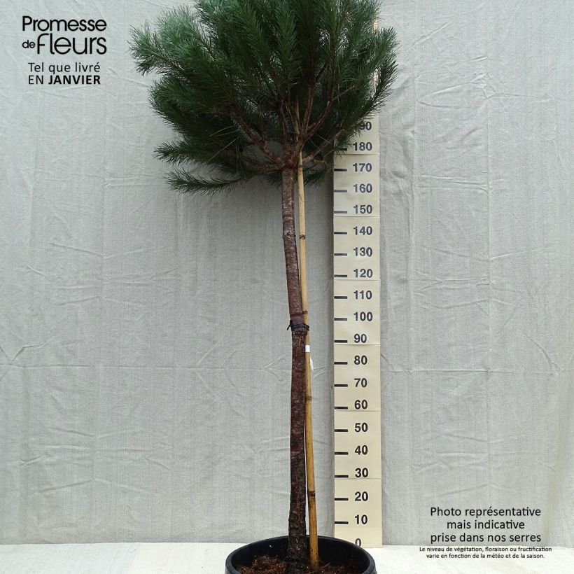 Amostra de Pinus pinea - Pin parasol Vaso de 50 L/55 L tal como entregue no inverno