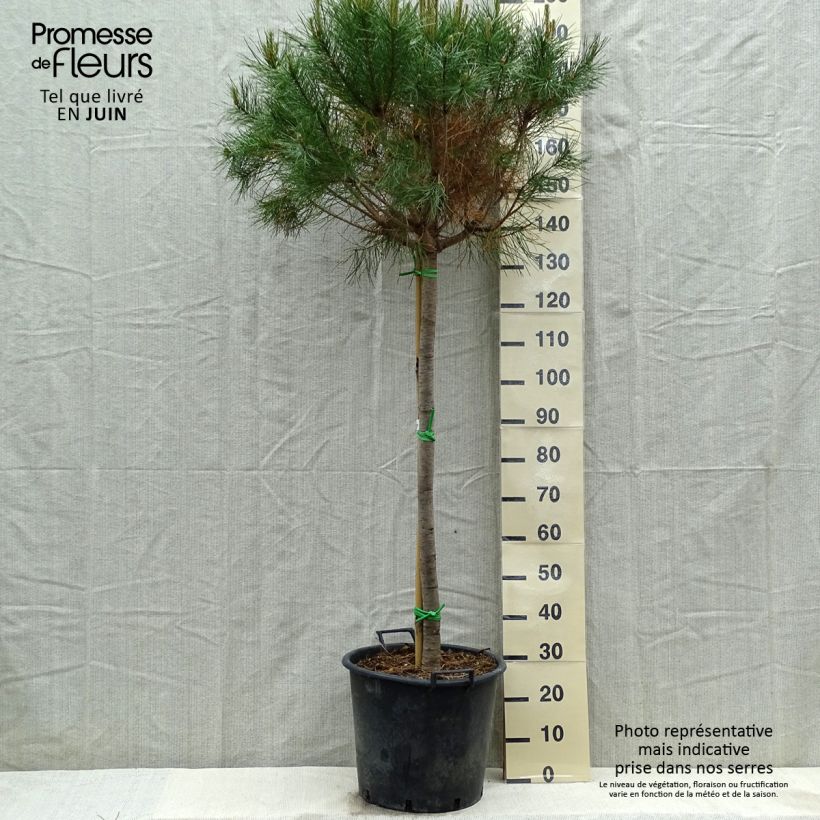 Amostra de Pinus pinea - Pinheiro-bravo Vaso de 50 L/55 L, Haste tal como entregue na primavera