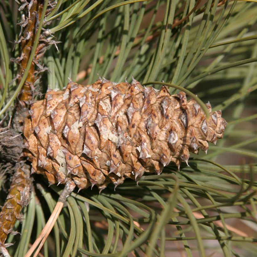 Pinus ponderosa - Pinheiro-ponderosa (Colheita)