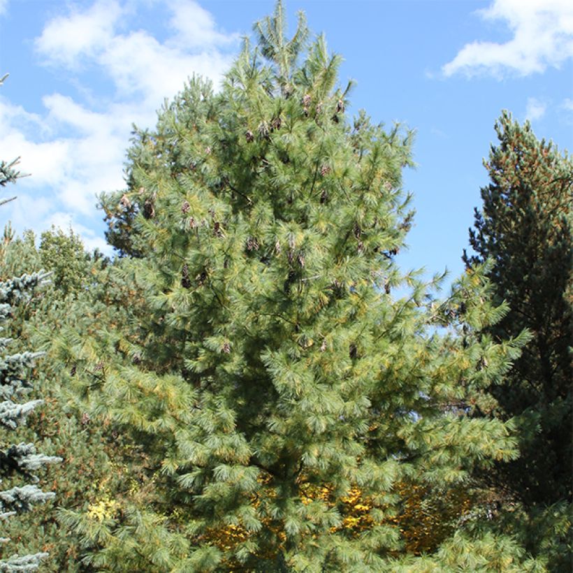 Pinus schwerinii (Hábito)