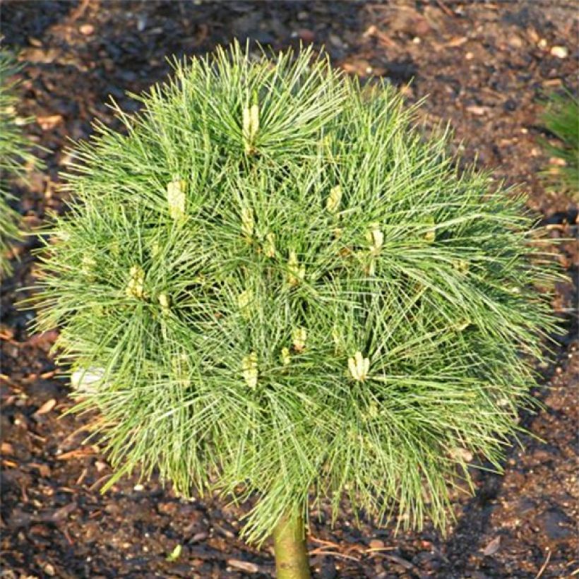 Pinus strobus Greg (Folhagem)