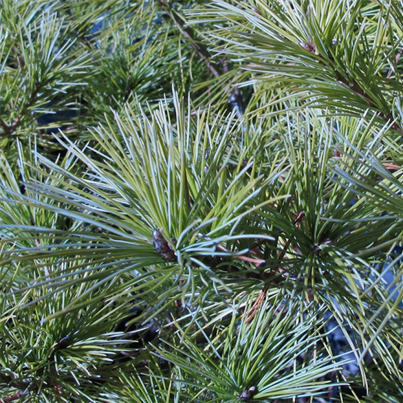 Pinus strobus Horsford (Folhagem)