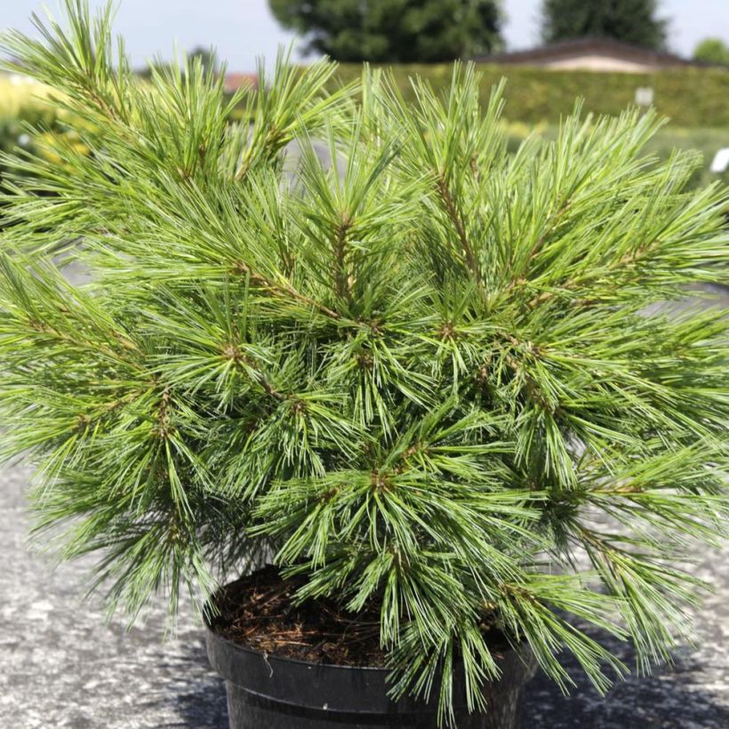 Pinus strobus Minima (Hábito)