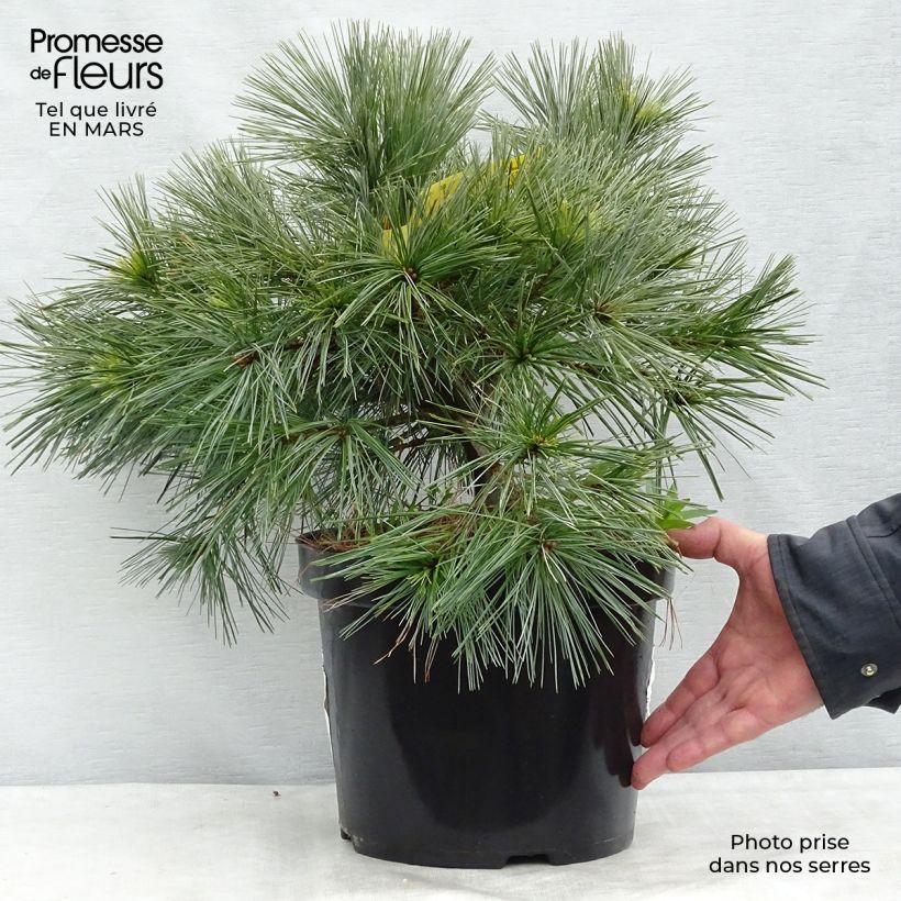 Amostra de Pinus strobus Minima Vaso de 7,5 L/10 L tal como entregue na primavera