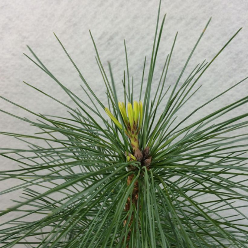 Pinus strobus Wendy (Folhagem)