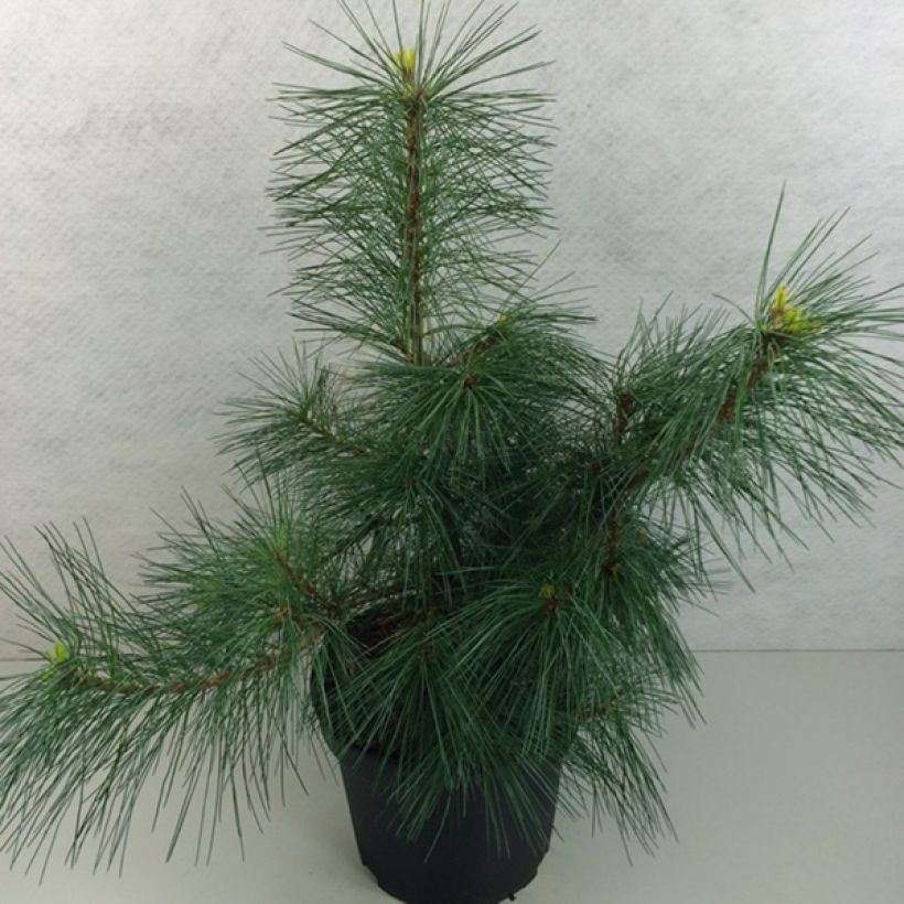 Pinus strobus Wendy (Hábito)